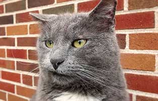 kuehnemund-blog-hyperthyreose-jpg Diabetes mellitus bei der Katze