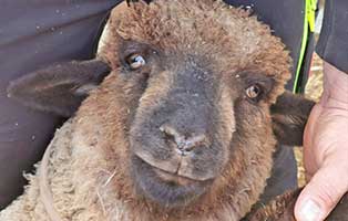 schaf-21-maennlich 40 Schafe suchen Start-ins-Leben Paten Teil2