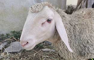 schaf-22-maennlich 40 Schafe suchen Start-ins-Leben Paten Teil2