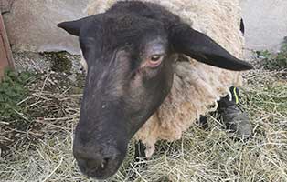 schaf-28-weiblich 40 Schafe suchen Start-ins-Leben Paten Teil3