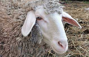 schaf-31-weiblich 40 Schafe suchen Start-ins-Leben Paten Teil3