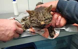 ungarn-katze-unfall-schlechter-zustand-behandlung Überfahrene Katze schwebt auf Messers Schneide