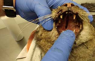 ungarn-katze-unfall-schlechter-zustand-loch Überfahrene Katze schwebt auf Messers Schneide