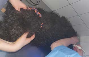 ungarn-zwei-hunde-hilfe-behandlung Bogárs und Tücsök - zwei Hund in Not