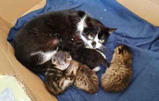 horrorfund-thueringen-dachboden-katzen Hilfe für unsere Katzenschnupfen-Kinder