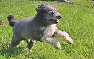 hund-bobby-wardenburg-patentier-klein01 Patenhund Bobby