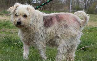 hund-cuki-operation-hautprobleme-seite Cuki aus Ungarn braucht dringend Hilfe