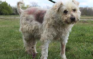 hund-cuki-operation-hautprobleme Cuki aus Ungarn braucht dringend Hilfe