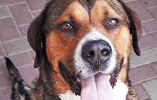 hund-jagger-zuhause-gefunden-lacht Glücklich vermittelt - Adoption geglückt