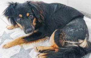 hund-notfellchen-cherin-300x191 Hündin Cherin bittet Sie um Ihre Hilfe