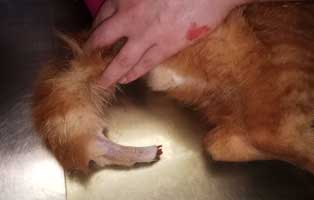 kater-asterix-misshandelt-schwanz-abgerissen-schwanzende In den Händen von Tierquälern