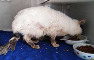 katze-unterheinsdorf-verwahrlost-frisst Verwahrloste Katze aus Unterheinsdorf braucht Hilfe
