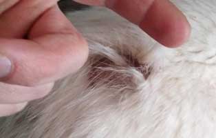 katze-unterheinsdorf-verwahrlost-geschwür Verwahrloste Katze aus Unterheinsdorf braucht Hilfe