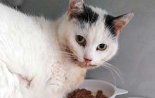 katze-unterheinsdorf-verwahrlost Verwahrloste Katze aus Unterheinsdorf braucht Hilfe