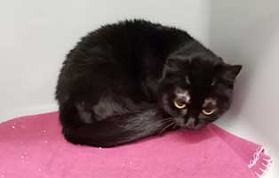 katze03-black-pearl-rettungspaten 10 verwahrloste Katzen suchen Rettungspaten