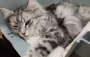 katze09-moon-rettungspaten 10 verwahrloste Katzen suchen Rettungspaten