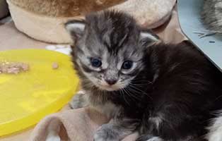 katzenbaby01-weiblich-rettungspaten 10 verwahrloste Katzen suchen Rettungspaten