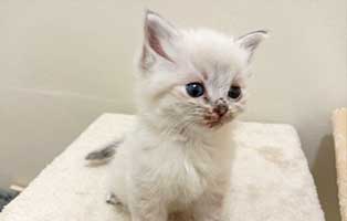 katzenbaby02-weiblich-rettungspaten 10 verwahrloste Katzen suchen Rettungspaten