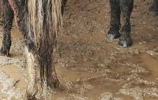 offenstall-matsche-ponys-breitenberg-beine Hilfe - Unsere Ponys versinken im Matsch