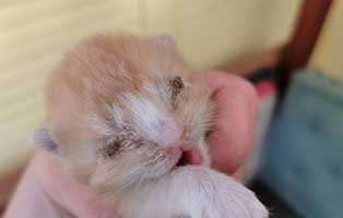 drei-katzenbabys-tierschutzliga-dorf-baby01 Kranke Katzenmama mit drei kranken Kitten braucht Hilfe