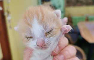 drei-katzenbabys-tierschutzliga-dorf-baby02 Kranke Katzenmama mit drei kranken Kitten braucht Hilfe