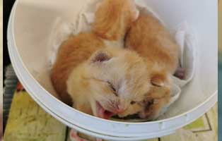 drei-katzenbabys-tierschutzliga-dorf-eimer Kranke Katzenmama mit drei kranken Kitten braucht Hilfe