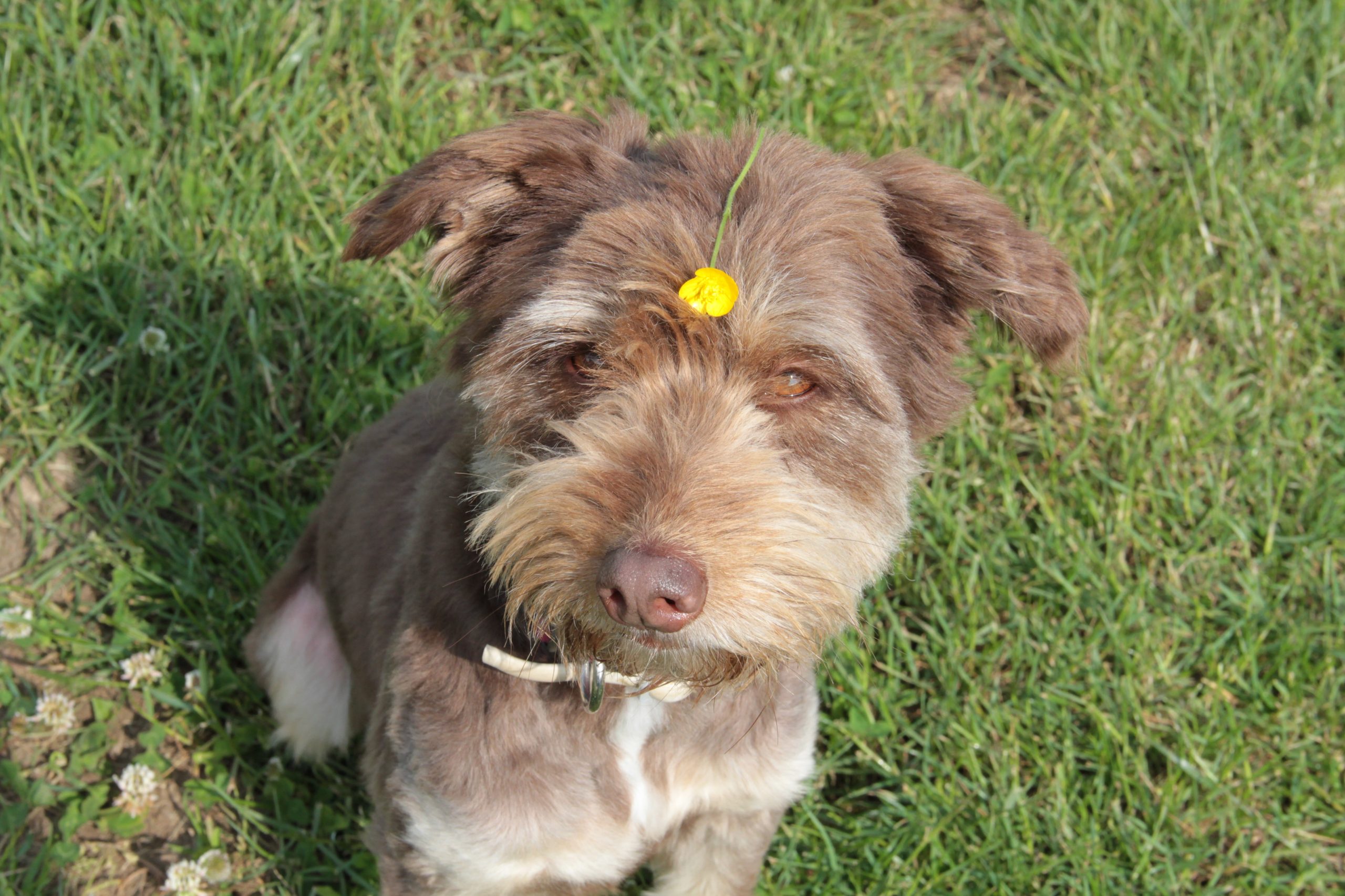 hund bruni futterpatentier