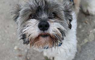 hund eddy beissanfälle ursachenforschung gesicht