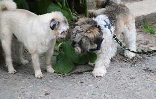 hund-eddy-beissanfälle-ursachenforschung-freund Hund Eddy leidet unter Beissanfällen und ist gefährlich