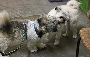 hund-eddy-beissanfälle-ursachenforschung-spielt Hund Eddy leidet unter Beissanfällen und ist gefährlich