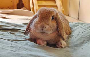 kaninchen-mirco-gela-bett Glücklich vermittelt - Adoption geglückt