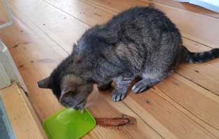 kater-rundi-zuhause-gefunden-frisst Katzenopapa Rundi hat sich schon gut eingelebt