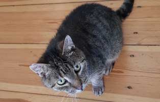 kater-rundi-zuhause-gefunden-schaut Katzenopapa Rundi hat sich schon gut eingelebt