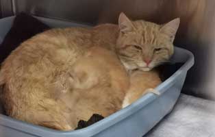 katzenmama-babys-tierschutzliga-dorf Kranke Katzenmama mit drei kranken Kitten braucht Hilfe