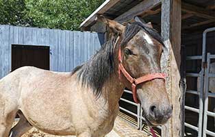 pferd-ferrero-wallach-2019-geboren Tierischer Einsatz für die Grenzpolizei Passau - Sechs Pferde suchen Aufnahmepaten