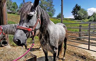 pferd-sarotti-stute-2016-geboren Aufnahmepatenschaft für Auslandshunde