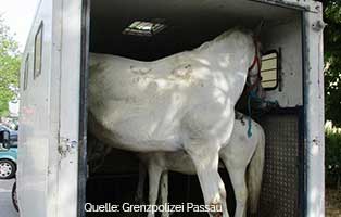 pferde-beschlagnahmt-transporter Tierischer Einsatz für die Grenzpolizei Passau - Sechs Pferde suchen Aufnahmepaten