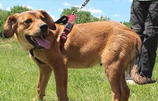 welpe01-maennlich-bator-ungarn-aufnahmepatenschaft Sechs Junghunde aus dem Tierheim Békéscsaba suchen Aufnahmepaten