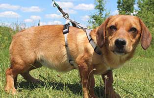 welpe03-weiblich-biborka-ungarn-aufnahmepatenschaft Sechs Junghunde aus dem Tierheim Békéscsaba suchen Aufnahmepaten