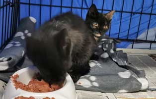 fundkatzen-bauernhof-katze01 Wieder wilde Katzen auf Bauernhof gefunden