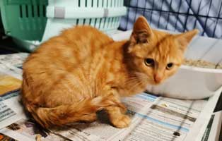 fundkatzen-bauernhof-katze02 Wieder wilde Katzen auf Bauernhof gefunden
