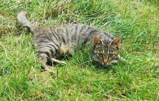 fundkatzen-bauernhof-katze05 Wieder wilde Katzen auf Bauernhof gefunden