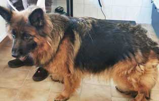hund-03-altd-schäferhündin-ronja Wieder eine Rettung aus quälerischer Haltung – helfen Sie 14 Hunden in höchster Not