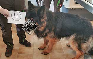 hund-04-altd-schäferhündin-rex Wieder eine Rettung aus quälerischer Haltung – helfen Sie 14 Hunden in höchster Not