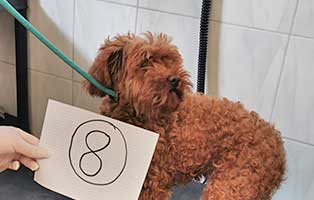 hund-08-pudelhuendin-lilö Wieder eine Rettung aus quälerischer Haltung – helfen Sie 14 Hunden in höchster Not