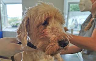 hund-11-terriermix-felix Wieder eine Rettung aus quälerischer Haltung – helfen Sie 14 Hunden in höchster Not