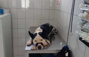 hund-maszat-ungarn-tisch Trauriges aus unserer ungarischen Rettungsstation
