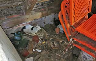 katzen-isolation-dachboden Katzen in völliger Isolation gehalten