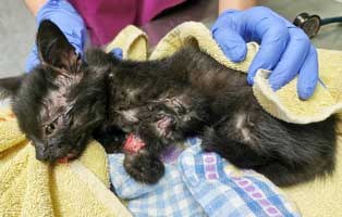 katzenbaby-frieda-schwer-verletzt-behandlung Verletztes Katzenbaby Frieda sucht Start-ins-Leben Paten