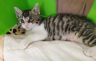 katzenbaby krümel katzenschnupfen box